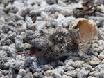 Sooty tern. Newly hatched chick. Rawaki, Phoenix Islands, June 2008. Image © Mike Thorsen by Mike Thorsen.