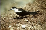 Sooty tern. Adult on nest with egg. Curtis Island, November 1989. Image © Graeme Taylor by Graeme Taylor.