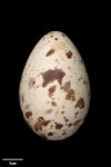 Sooty tern. Egg 57.7 x 37.8 mm (NMNZ OR.007390, collected by Roy Bell). Denham Bay, Raoul Island, Kermadec Islands, December 1905. Image © Te Papa by Jean-Claude Stahl.