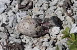 Sooty tern. Egg hatching. Rawaki, Phoenix Islands, June 2008. Image © Mike Thorsen by Mike Thorsen.