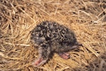 Sooty tern. Chick, 1 day old. Curtis Island, Kermadec Islands, November 1989. Image © Alan Tennyson by Alan Tennyson.