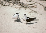 Sooty tern. Courting pair. Michaelmas Cay, August 1991. Image © Colin Miskelly by Colin Miskelly.