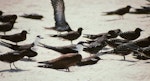 Sooty tern. Adults and immatures. Michaelmas Cay, August 1991. Image © Colin Miskelly by Colin Miskelly.