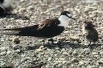 Sooty tern. Adult and chick. Denham Bay, Raoul Island, Kermadec Islands, January 1967. Image © Department of Conservation (image ref: 10043410) by Dick Veitch, Department of Conservation.