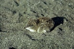 Sooty tern. Chick. Denham Bay, Raoul Island, Kermadec Islands, January 1967. Image © Department of Conservation (image ref: 10043412) by Don Merton, Department of Conservation.