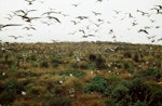 Sooty tern. Adults in flight at colony. Macauley Island, December 1988. Image © Graeme Taylor by Graeme Taylor.