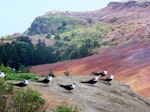 Sooty tern. Roosting flock. Phillip Island, Norfolk Island, December 2008. Image © Joke Baars by Joke Baars.