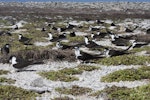 Sooty tern. Colony. Rawaki, Phoenix Islands, May 2008. Image © Mike Thorsen by Mike Thorsen.