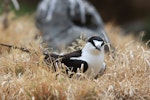 Sooty tern. Adult on nest. Raoul Island, Kermadec Islands, January 2009. Image © Gareth Rapley by Gareth Rapley.