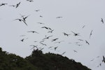 Sooty tern. Flock in flight. Raoul Island, Kermadec Islands, January 2009. Image © Gareth Rapley by Gareth Rapley.