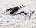 Sooty tern. Adult roosting with white-fronted terns. Rangaunu Harbour, November 2020. Image © Les Feasey by Les Feasey.