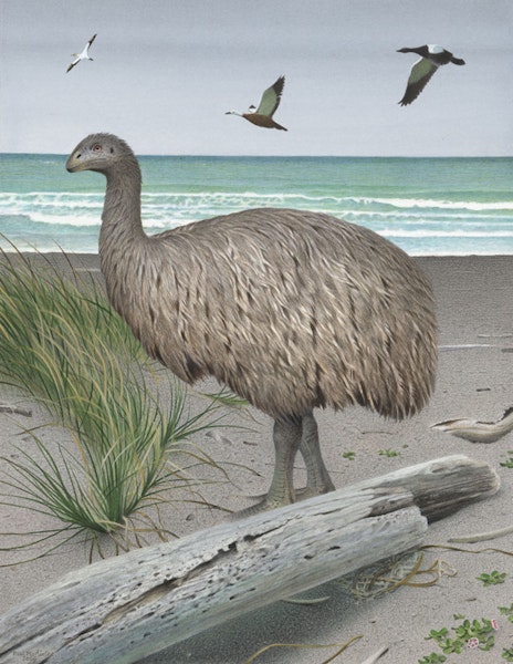 Stout-legged moa | Moa hakahaka. Image 2006-0010-1/24 from the series 'Extinct birds of New Zealand'. Masterton, January 2005. Image © Purchased 2006. © Te Papa by Paul Martinson.