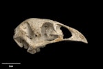 Stout-legged moa | Moa hakahaka. Skull (lateral). Purchased 1995. Specimen registration no. S.030212; image no. MA_I251450. Irvines Tomo, Paynes Ford, Takaka Valley, August 1992. Image © Te Papa.