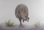 Stout-legged moa | Moa hakahaka. Adult in dunes (990 x 685 mm watercolour & watercolour pencil on paper). January 2019. Image © Paul Martinson by Paul Martinson.