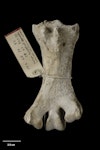 Stout-legged moa | Moa hakahaka. Holotype of Euryapteryx pygmaeus (synonym). Specimen registration no. S.024322; image no. MA_I064688. Takaka. Image © Te Papa.