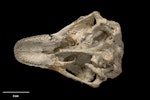 Stout-legged moa | Moa hakahaka. Skull (ventral). Purchased 1995. Specimen registration no. S.030212; image no. MA_I251452. Irvines Tomo, Paynes Ford, Takaka Valley, August 1992. Image © Te Papa.