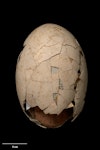 Stout-legged moa | Moa hakahaka. Egg 208 x ??? mm (NMNZ S.000002, collected by Walter Mantell). Awamoa, North Otago, January 1852. Image © Te Papa by Jean-Claude Stahl.