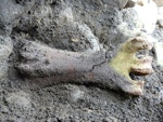 Stout-legged moa | Moa hakahaka. Tarsometatarsus (21 cm long) ventral view, in situ being excavated. Tora Coast, Wairarapa, September 2012. Image © Alan Tennyson by Alan Tennyson.