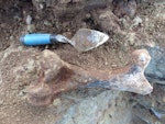 Stout-legged moa | Moa hakahaka. Femur being excavated. East of White Rock, Wairarapa, October 2014. Image © Alan Tennyson by Alan Tennyson.