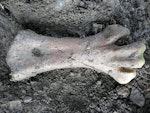 Stout-legged moa | Moa hakahaka. Tarsometatarsus (21 cm long) dorsal view, in situ just excavated. Tora Coast, Wairarapa, September 2012. Image © Alan Tennyson by Alan Tennyson.