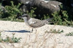 Grey-backed tern. Juvenile. Tern Island, Northwest Hawaiian Islands, June 2006. Image © Duncan Wright by Duncan Wright.