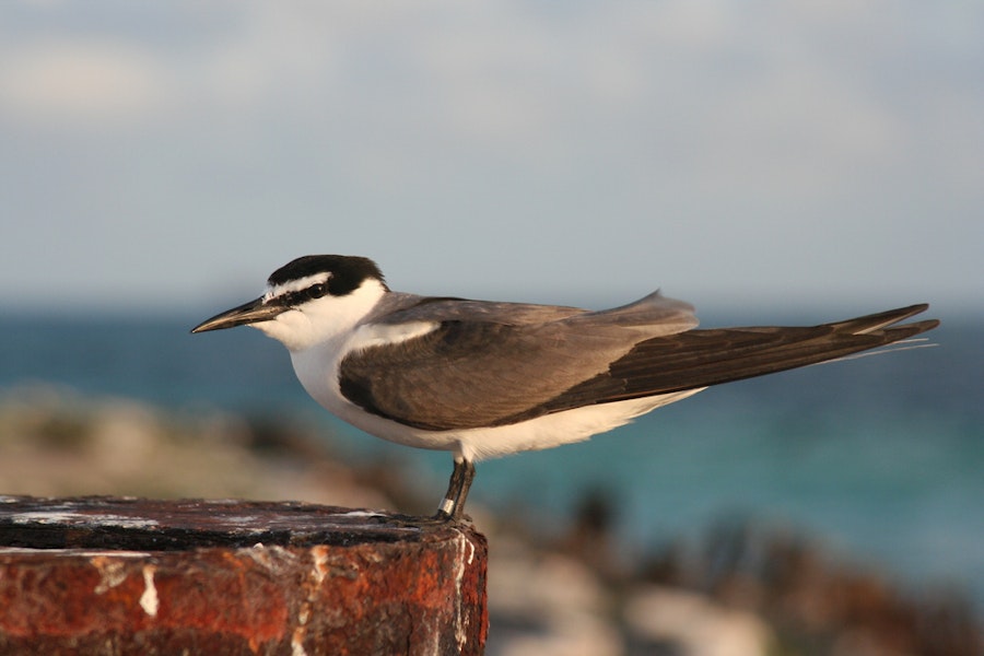 Grey-backed tern. Adult. Tern Island, Northwest Hawaiian Islands, July 2006. Image © Duncan Wright by Duncan Wright.