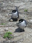 Grey-backed tern. Pair with eggs. Rawaki, Phoenix Islands, May 2008. Image © Mike Thorsen by Mike Thorsen.