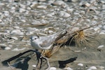 Grey-backed tern. Non-breeding adult; first New Zealand record. Papakanui Spit, February 1999. Image © Michael Twyman by Michael Twyman.