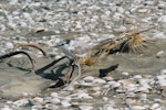 Grey-backed tern. Non-breeding adult, first New Zealand record. Papakanui Spit, February 1999. Image © Michael Twyman by Michael Twyman.