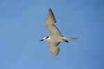 Grey-backed tern. Adult in flight. Wake Atoll, August 2004. Image © David Boyle by David Boyle.