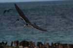 Grey-backed tern. Juvenile in flight. Tern Island, Northwest Hawaiian Islands, June 2006. Image © Duncan Wright by Duncan Wright.