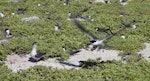 Grey-backed tern. Colony. Rawaki, Phoenix Islands, May 2008. Image © Mike Thorsen by Mike Thorsen.