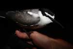 Grey-backed tern. Adult perched on hand at night. Rawaki, Phoenix Islands, June 2008. Image © Mike Thorsen by Mike Thorsen.