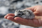 Grey-backed tern. Chick in hand. Rawaki, Phoenix Islands, May 2008. Image © Mike Thorsen by Mike Thorsen.