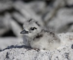 Grey-backed tern. Chick. Rawaki, Phoenix Islands, May 2008. Image © Mike Thorsen by Mike Thorsen.