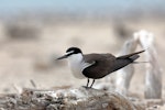 Bridled tern. Adult. Michaelmas Key, Cairns, Queensland, November 2018. Image © Peter Owen 2018 birdlifephotography.org.au by Peter Owen.