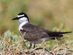 Bridled tern. Adult. Penguin Island, Rockingham, Western Australia, January 2020. Image © Peter Higgins 2020 birdlifephotography.org.au by Peter Higgins.