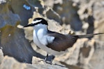 Bridled tern. Adult. Penguin Island, Rockingham, Western Australia, October 2018. Image © Philip Karstadt 2018 birdlifephotography.org.au by Philip Karstadt.