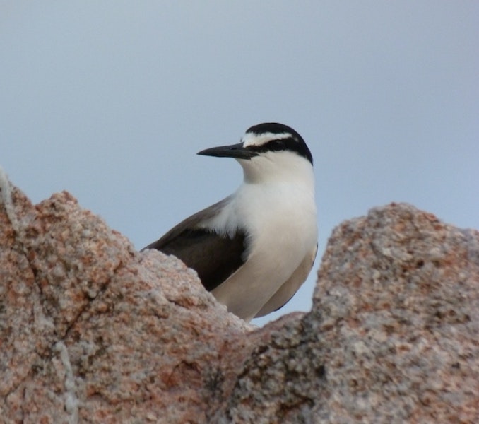 Bridled tern. Adult. Aride Island, Seychelles, April 2011. Image © Glenn McKinlay by Glenn McKinlay.