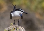 Bridled tern. Adult. Penguin Island, Western Australia, January 2016. Image © Georgina Steytler 2016 birdlifephotography.org.au by Georgina Steytler.