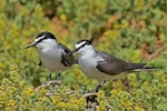 Bridled tern. Adult pair. Penguin Island, Rockingham, Western Australia, October 2019. Image © Philip Karstadt 2019 birdlifephotography.org.au by Philip Karstadt.