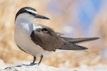 Bridled tern. Adult. Penguin Island, Western Australia, January 2019. Image © Chris Young 2019 birdlifephotography.org.au by Chris Young.