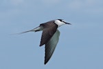 Bridled tern. Adult in flight. Penguin Island, Western Australia, October 2015. Image © Ken Glasson 2015 birdlifephotography.org.au by Ken Glasson.