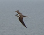 Bridled tern. Adult in flight. Aride Island, Seychelles, October 2008. Image © Glenn McKinlay by Glenn McKinlay.