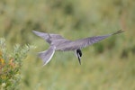 Bridled tern. Adult in flight. Penguin Island, Western Australia, November 2018. Image © Athena Georgiou 2018 birdlifephotography.org.au by Athena Georgiou.