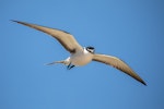 Bridled tern. Adult in flight. Penguin Island, Western Australia, November 2018. Image © Athena Georgiou 2018 birdlifephotography.org.au by Athena Georgiou.