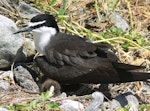 Bridled tern. Adult at nest with chick. Lady Elliot Island, Queensland, November 2012. Image © Tony Crocker by Tony Crocker.