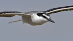 Bridled tern. Adult in flight. Penguin Island, Western Australia, January 2016. Image © Georgina Steytler 2016 birdlifephotography.org.au by Georgina Steytler.