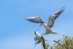 Bridled tern. Adult pair attempting to mate. Penguin Island, November 2019. Image © Jim Schultz 2019 birdlifephotography.org.au by Jim Schultz.