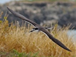 Bridled tern. Adult in flight. Penguin Island, Western Australia, October 2015. Image © Ken Glasson 2015 birdlifephotography.org.au by Ken Glasson.